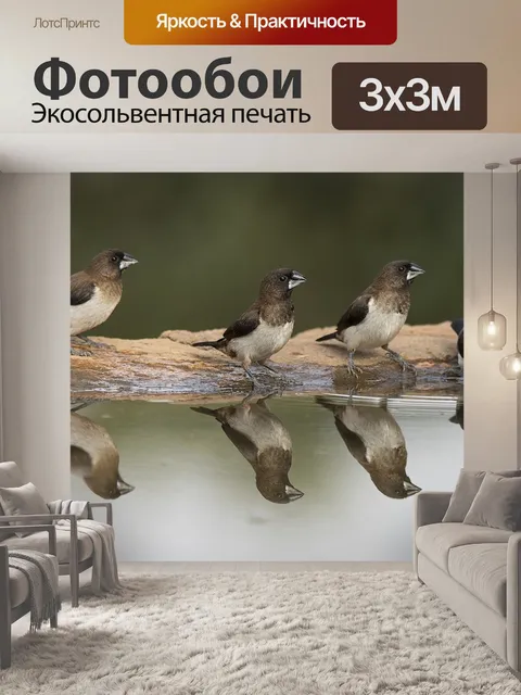 Фотообои Птицы
