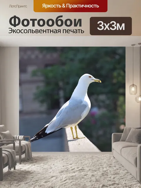 Фотообои Чайка
