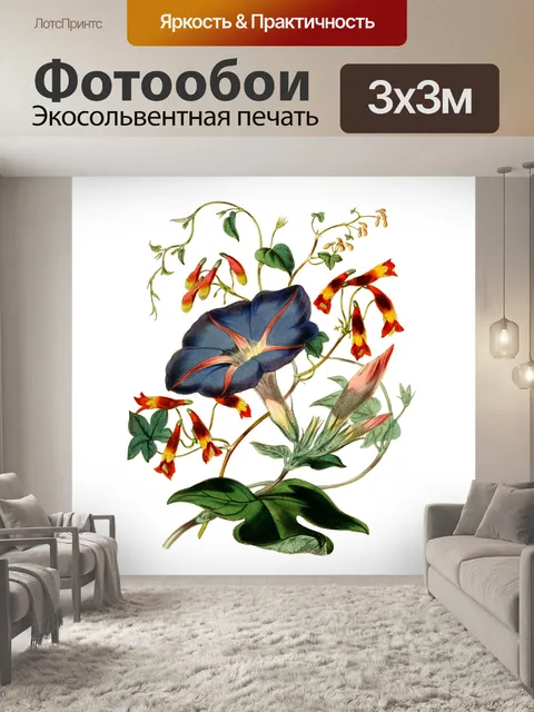 Фотообои Утренняя Слава Цветок Винтаж