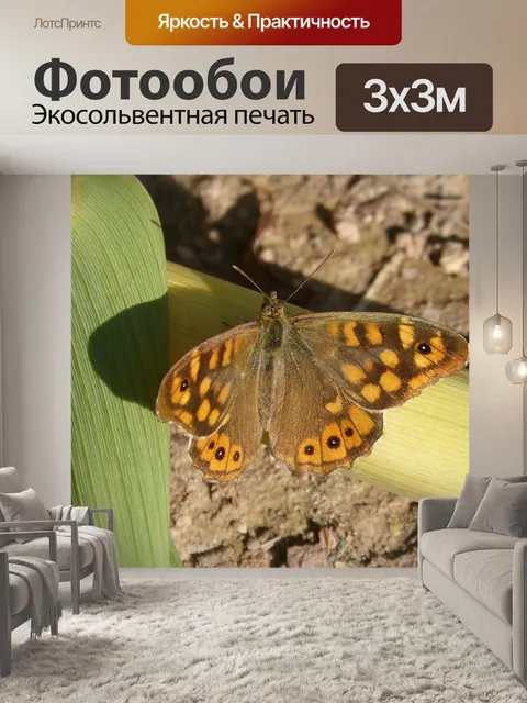 Фотообои Забор бункер бабочка