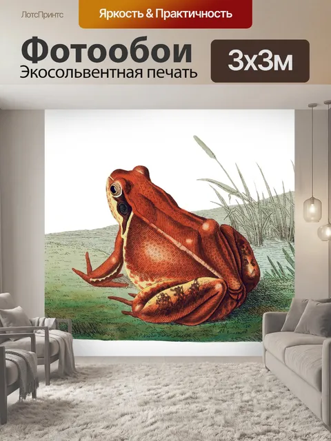 Фотообои Жаба-амфибия