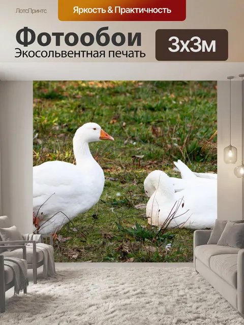 Фотообои Утки, Белый