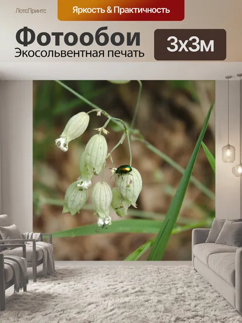 Фотообои Цветы