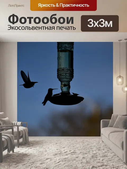 Фотообои Колибри в силуэт
