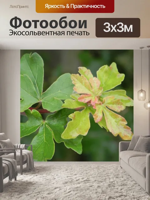 Фотообои Листья