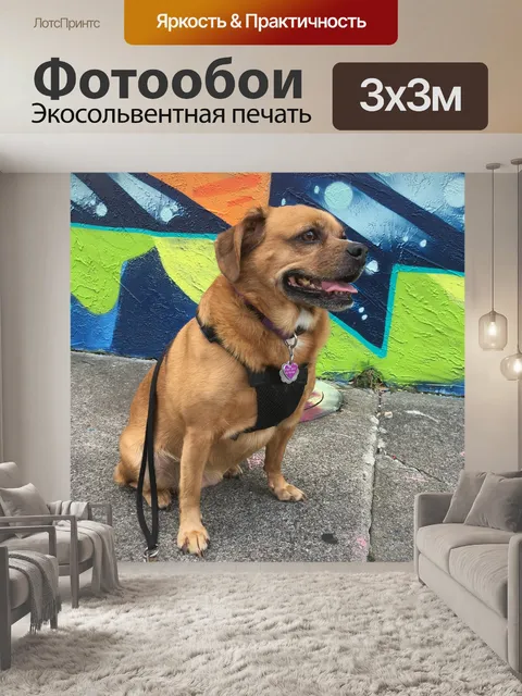 Фотообои Собака