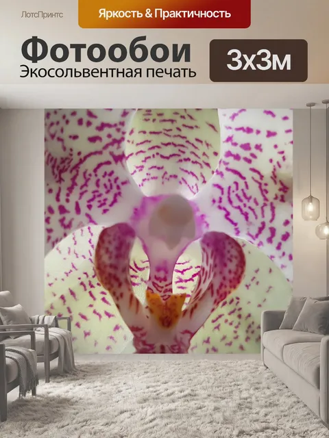 Фотообои Орхидея
