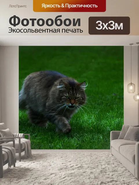 Фотообои Кошка