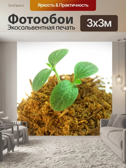 Фотообои Молодое дерево