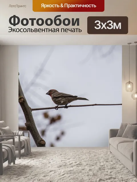 Фотообои Дом Финч на ветке