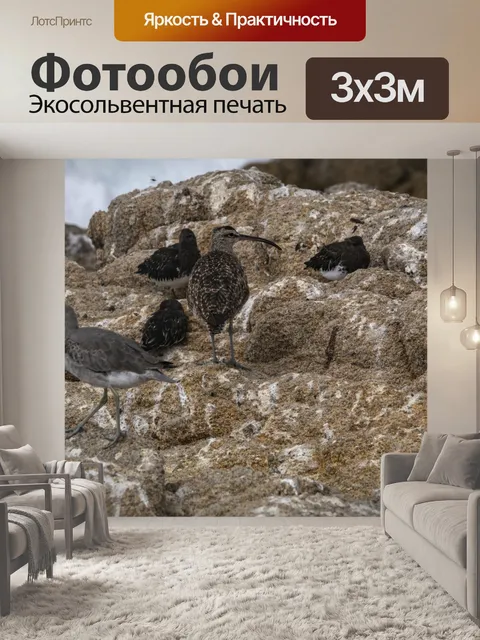 Фотообои кроншнеп и другие береговые птицы