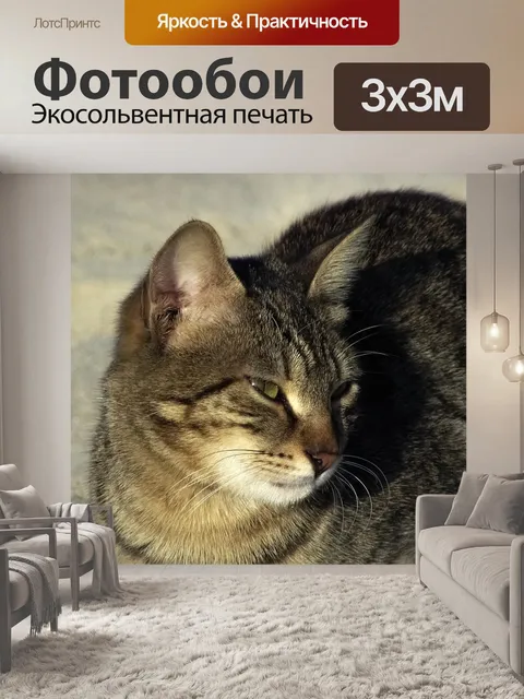 Фотообои Кошка