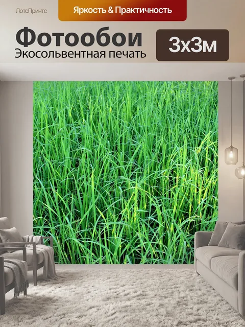 Фотообои Зеленое рисовое поле