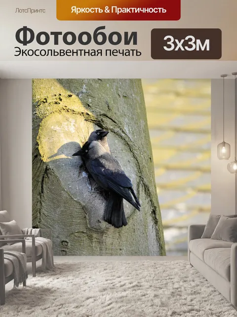 Фотообои Пара птиц