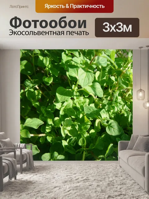 Фотообои Свежий тимьян