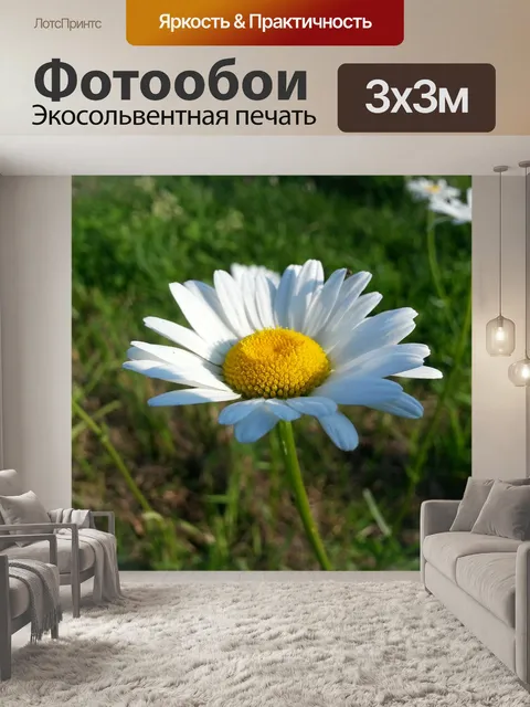 Фотообои Маргаритка