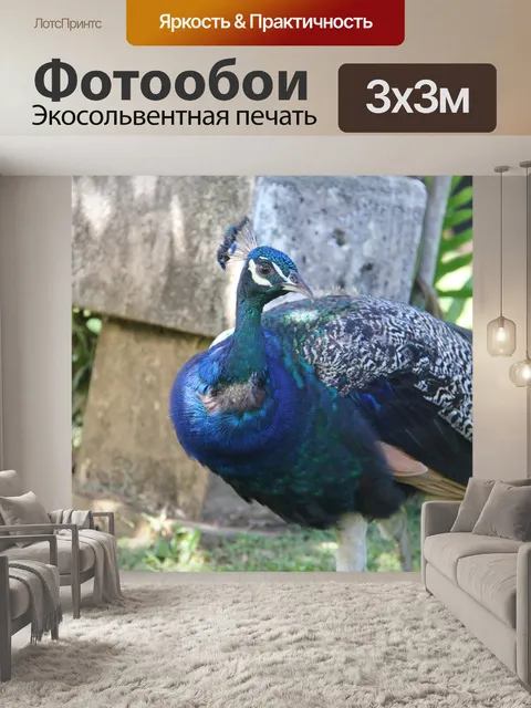 Фотообои Павлин