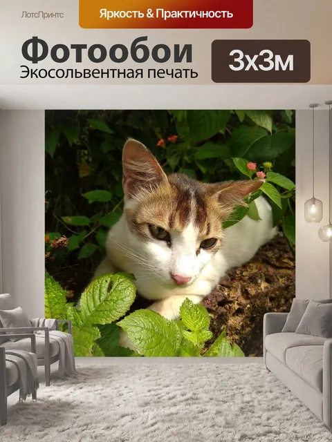 Фотообои Кошка