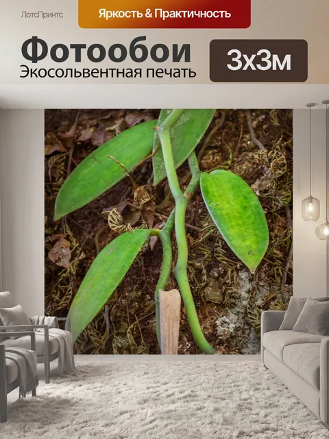 Фотообои Ванильное растение