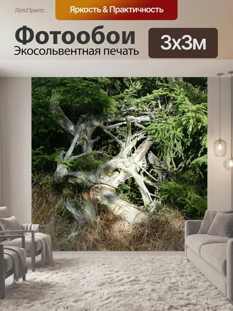 Фотообои Корень