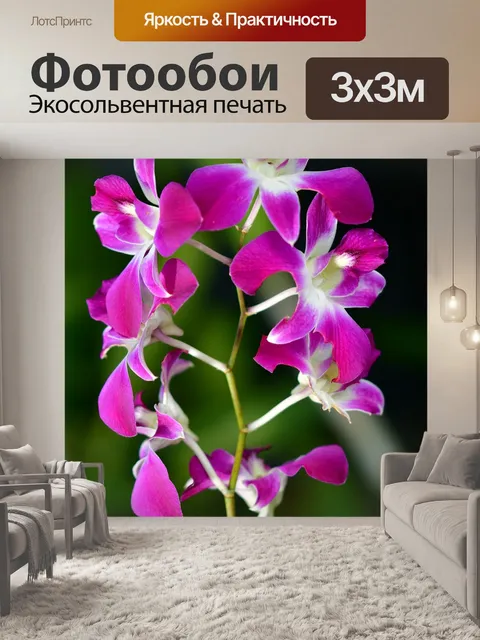 Фотообои Орхидеи