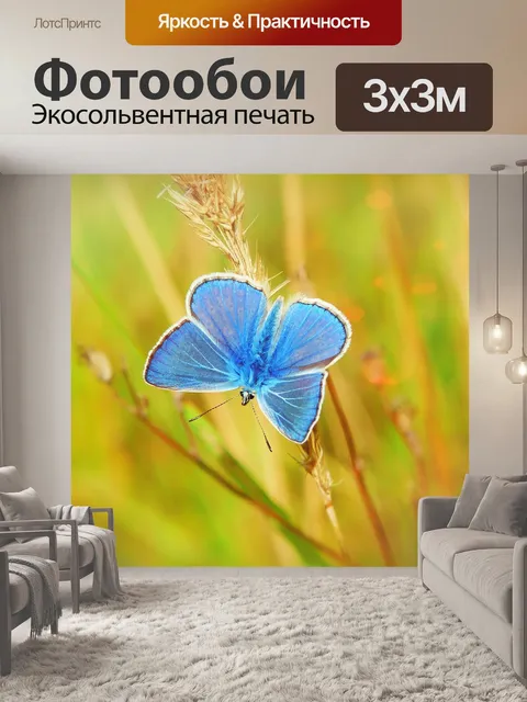 Фотообои Голубянка икар