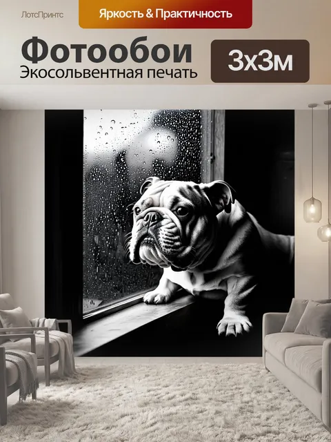 Фотообои арахисовый бульдог, задумчиво смотрящий в окно, в котором отражаются дожди