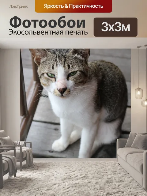 Фотообои Кошка