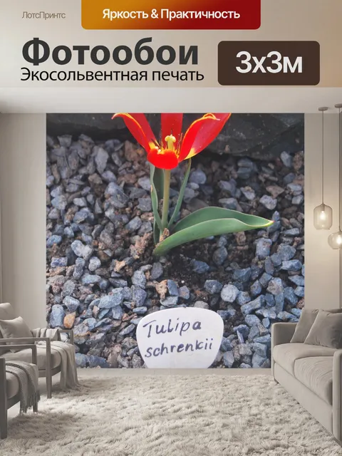 Фотообои Тюльпан