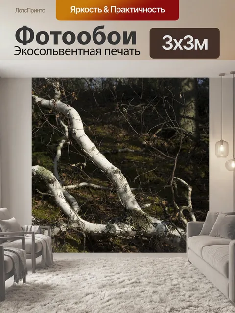 Фотообои Белый Береста Дерево