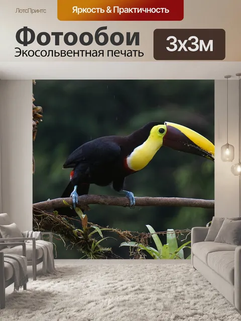 Фотообои Тукан