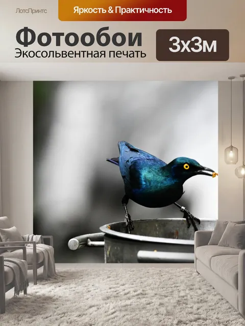Фотообои Большой голубоухий скворец ест
