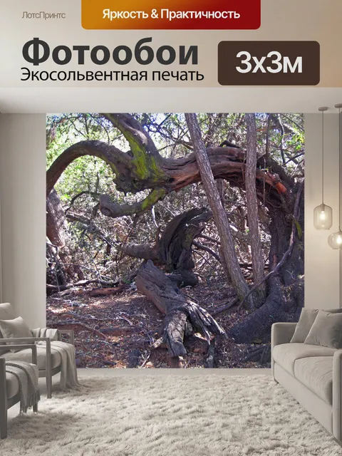 Фотообои деформированная гнутая ветка дерева