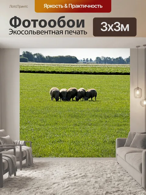 Фотообои Группа овец