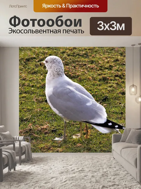 Фотообои Птица