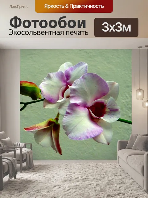 Фотообои Орхидея