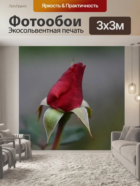 Фотообои Красная роза