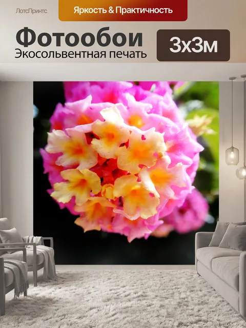 Фотообои Розовый и оранжевый цвет