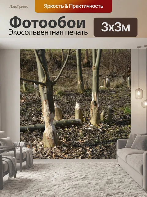 Фотообои Бобр