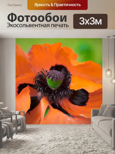 Фотообои Красный мак