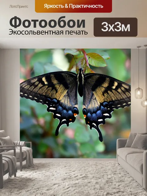 Фотообои Swallowtail Butterfly