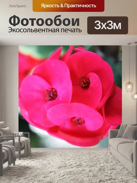 Фотообои розовые цветы