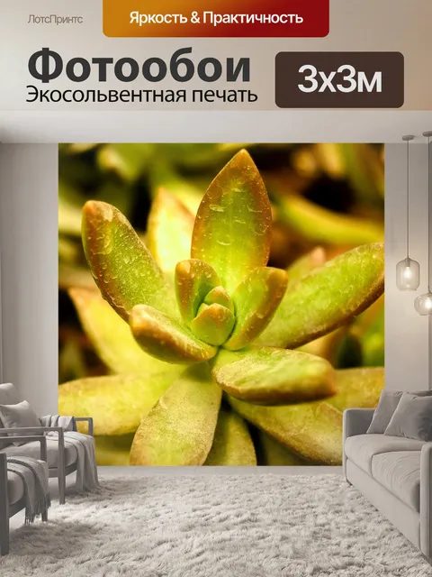 Фотообои Кактус пустынное растение