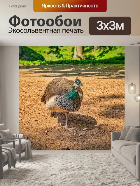 Фотообои Павлин