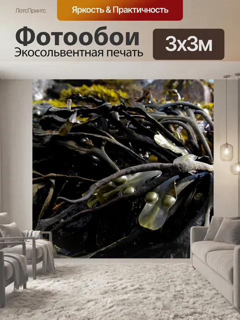 Фотообои Морские водоросли