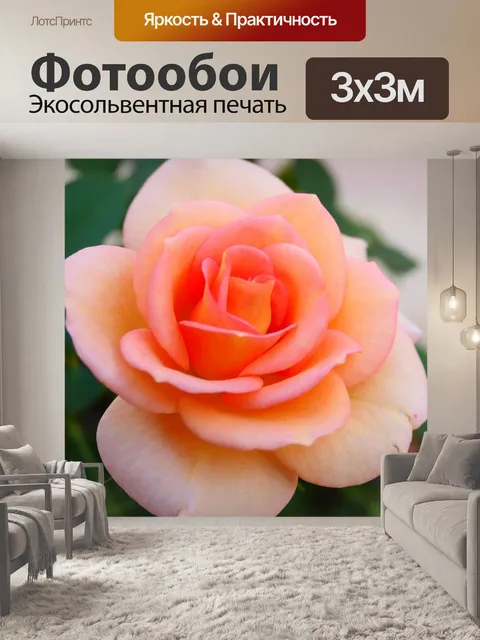 Фотообои Роза