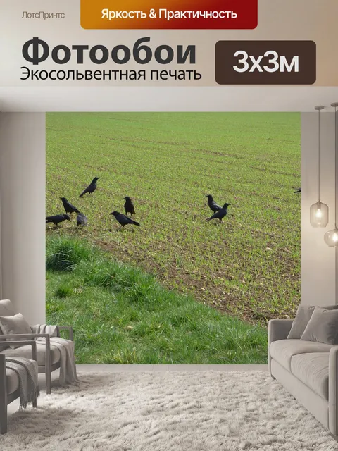 Фотообои Грачи