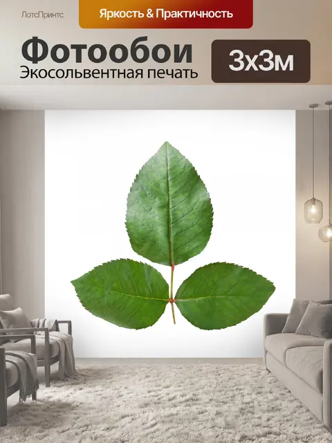 Фотообои Роза лист изолированные