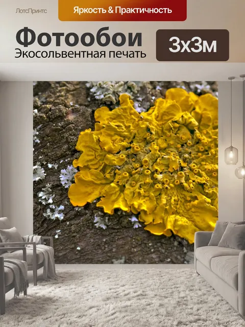 Фотообои Макро