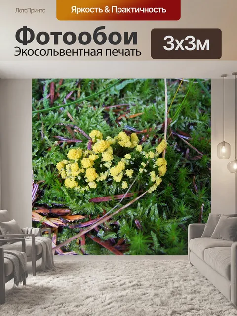 Фотообои Собака рвота слизью плесень